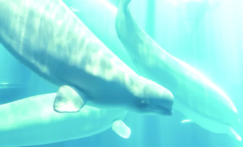 Another beluga whale dies after rescue effort
